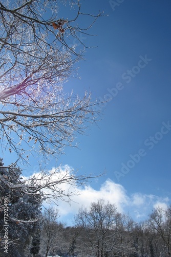 G10 Árbol nevado, bosque nevado, Cataluña, Collsuspines  photo