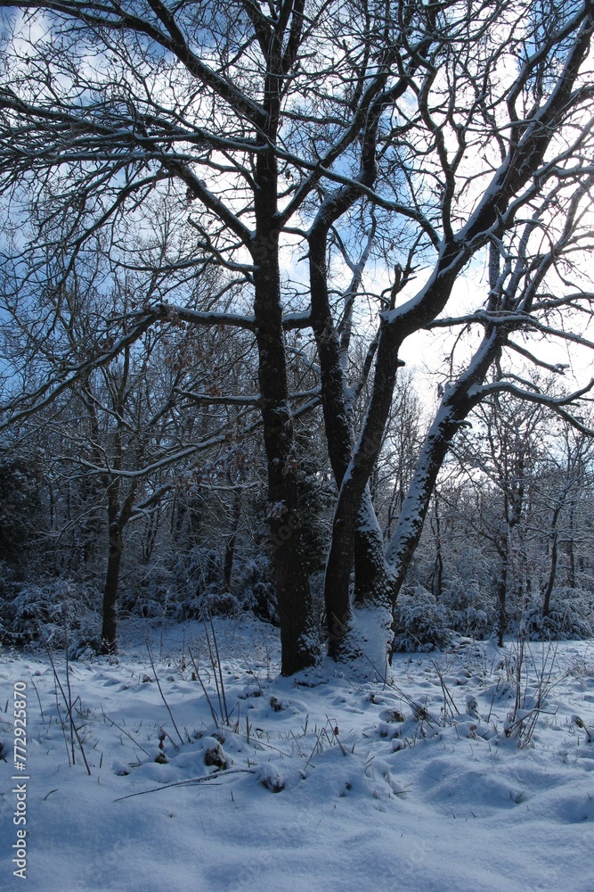 G10 Árbol nevado, bosque nevado, Cataluña, Collsuspines G10 Árbol nevado, bosque nevado, Cataluña, Collsuspines