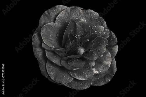 A dramatic black and white picture of a water soaked Camellia flower against a black background