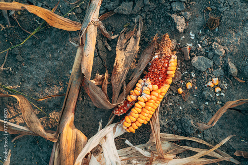Damaged corn on the cob on farmland ground © Bits and Splits