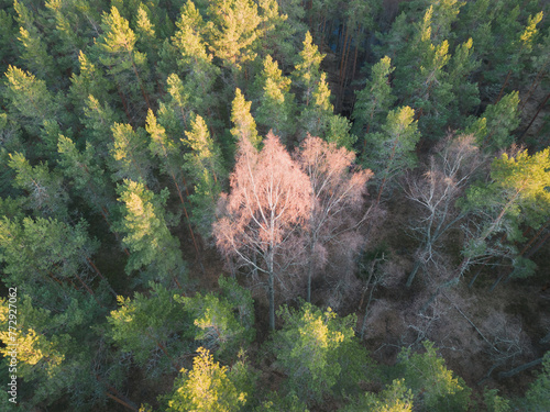 Photo background texture, pine forest With a birch tree in the center, photo from a drone. photo