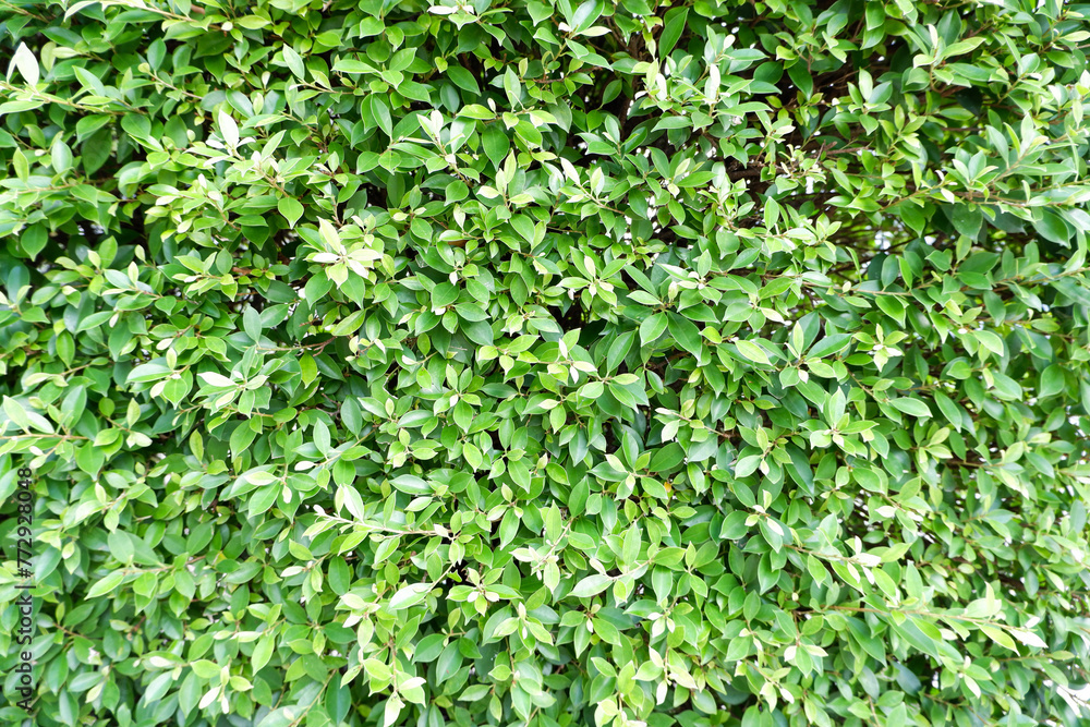 green abstract green abstract