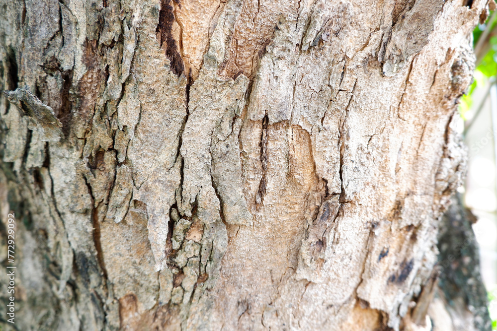 big tree trunk big tree trunk
