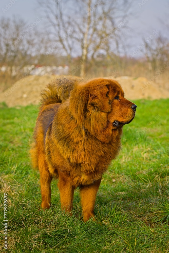 Tibetan Mastiff, red-colored, on a meadow with partially dried grass, attentively observing the surroundings. Tibetan Mastiff, red-colored, on a meadow with partially dried grass, attentively observing the surroundings.