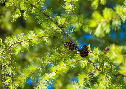 Conifer branch with two cones close-up in sunlight.