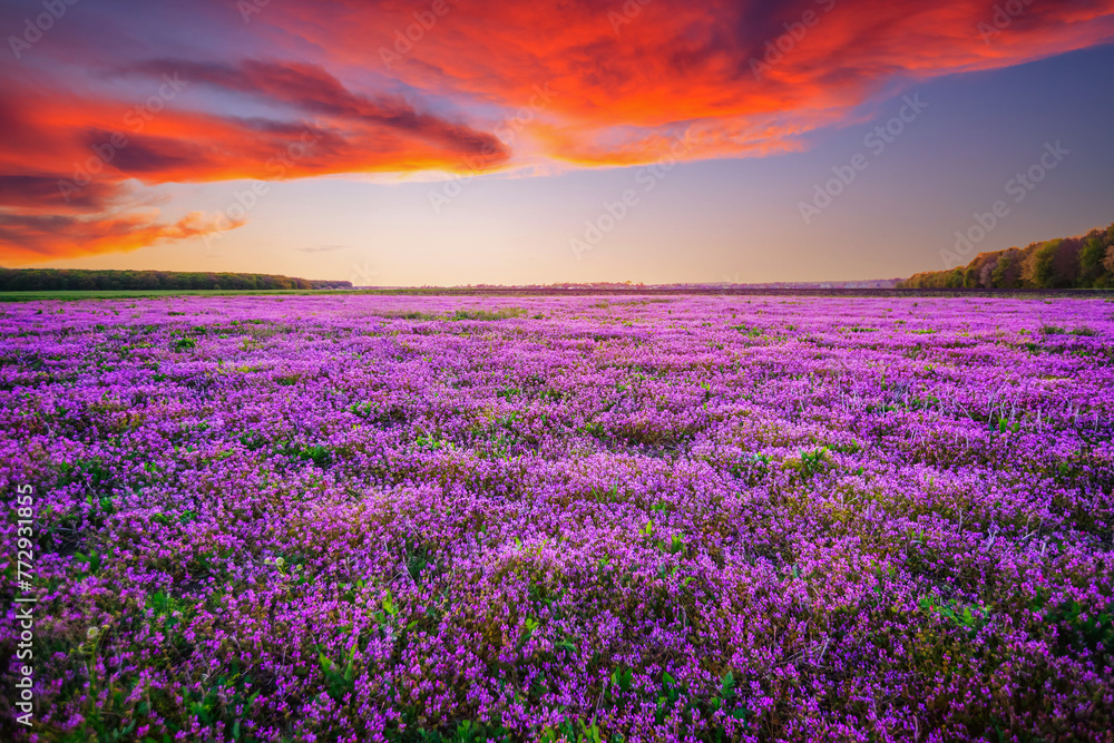 Magical purple wildflowers in a field at sunset. Magical purple wildflowers in a field at sunset.