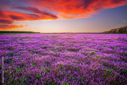 Magical purple wildflowers in a field at sunset.