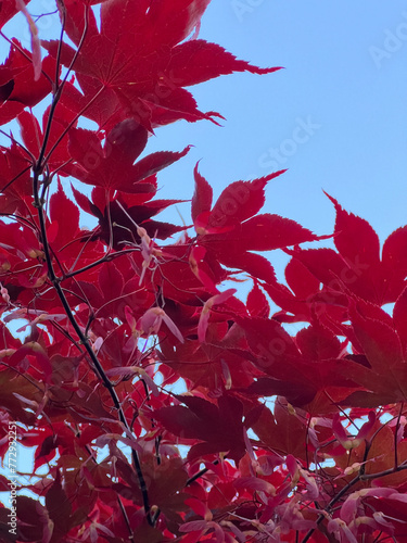 Maple tree with red-coloured autumn leaves. France.