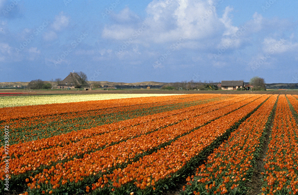 Culture des Tulipes, Pays Bas