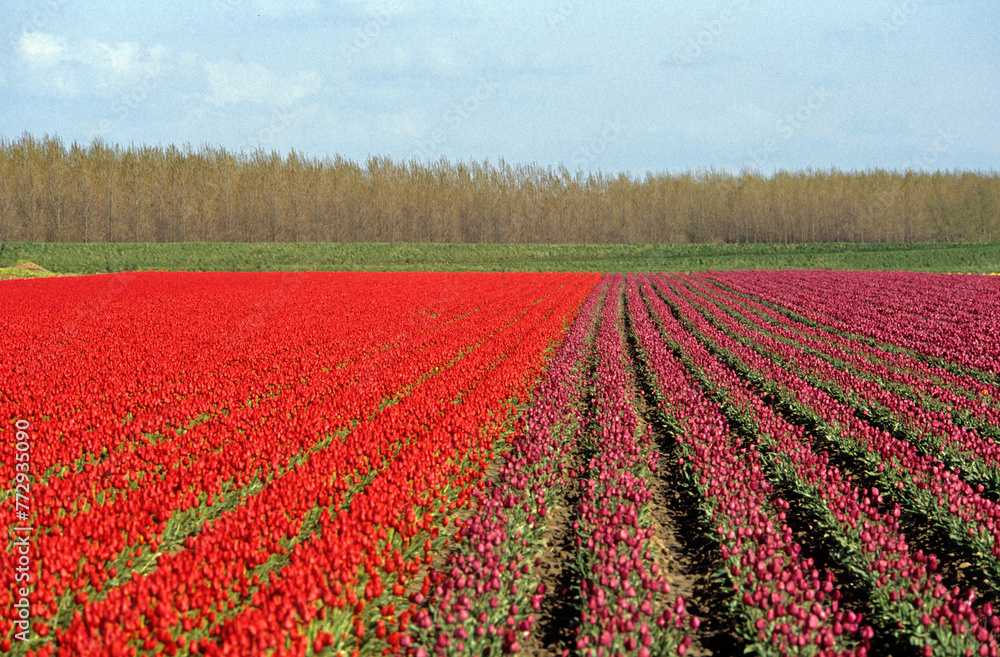 Culture des Tulipes, Pays Bas