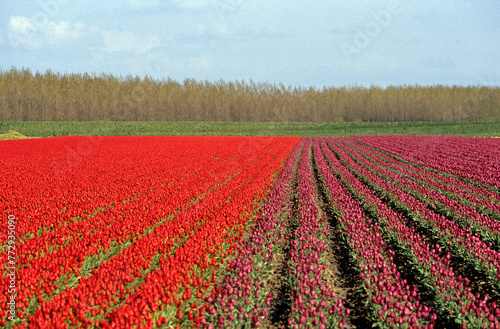 Culture des Tulipes, Pays Bas