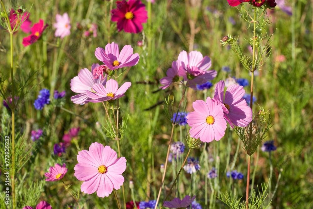 Prairie fleurie, Cosmos bipinnatus , Cosmos