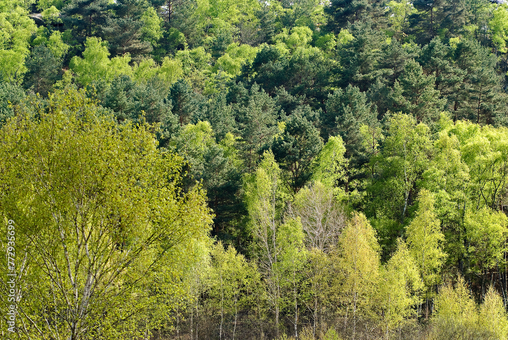 Betula verrucosa, Bouleau verruqueux, Réserve biologique de la Plaine de Chanfroy, Forêt de Fontainebleau, 77, Seine et Marne, France Betula verrucosa, Bouleau verruqueux, Réserve biologique de la Plaine de Chanfroy, Forêt de Fontainebleau, 77, Seine et Marne, France