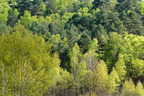 Fototapeta Naklejka Na Ścianę i Meble -  Betula verrucosa, Bouleau verruqueux, Réserve biologique de la Plaine de Chanfroy, Forêt de Fontainebleau, 77, Seine et Marne, France