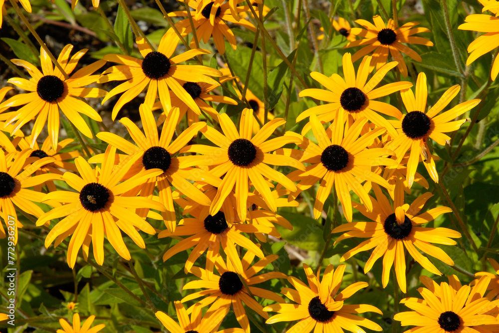 Rudbeckia, rudbekia fulgida 'Goldsturm' Rudbeckia, rudbekia fulgida 'Goldsturm'