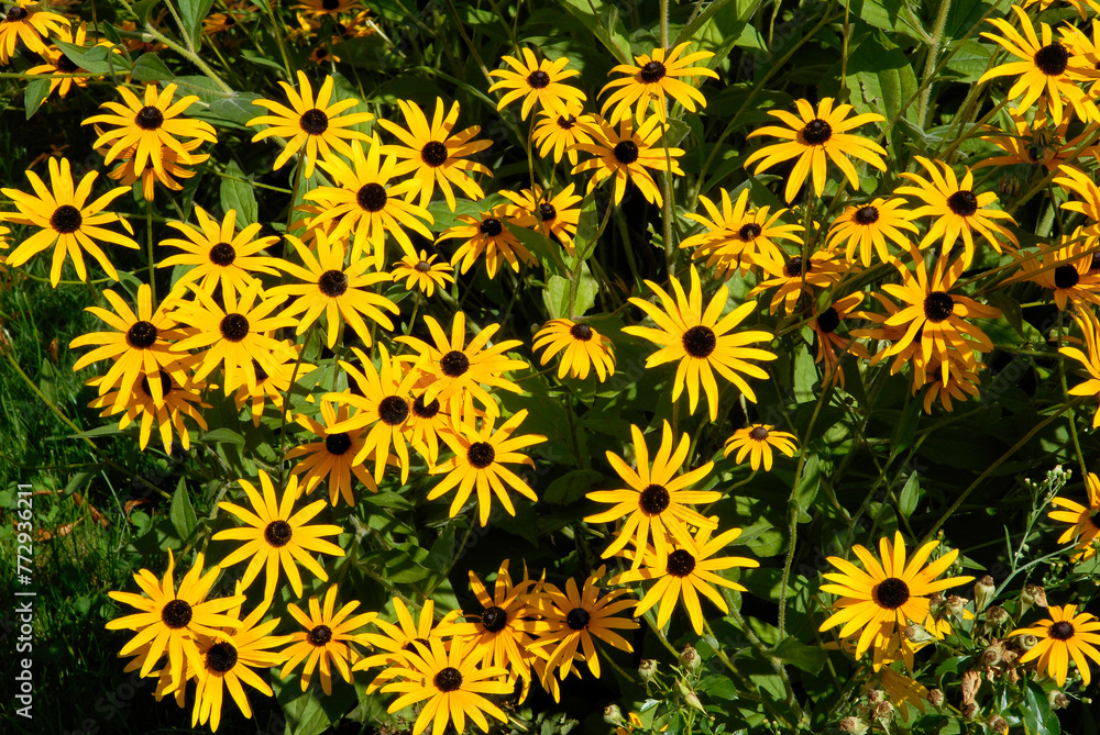 Rudbeckia, rudbekia fulgida 'Goldsturm' Rudbeckia, rudbekia fulgida 'Goldsturm'