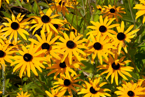 Schilderij op canvas Rudbeckia, rudbekia fulgida 'Goldsturm'