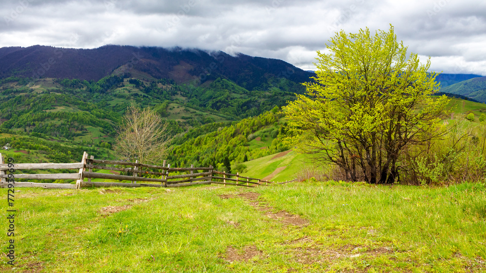 wooden fence near the trees on the grassy hill. mountainous rural landscape of ukraine in spring. carpathian countryside on an overcast day