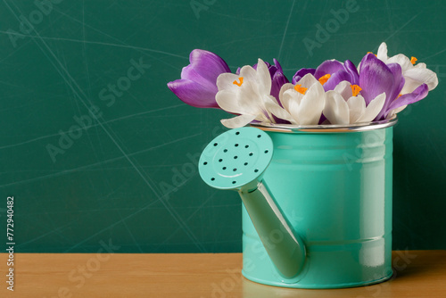 Crocuses in a watering can standing on a table in front of a chalkboard
