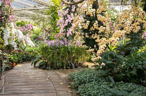 Fototapeta Naklejka Na Ścianę i Meble -  Orchid Flower Decoration Garden