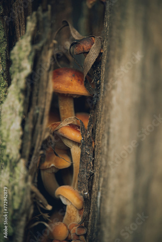 mushrooms on the tree. autumn background filled with mushrooms.