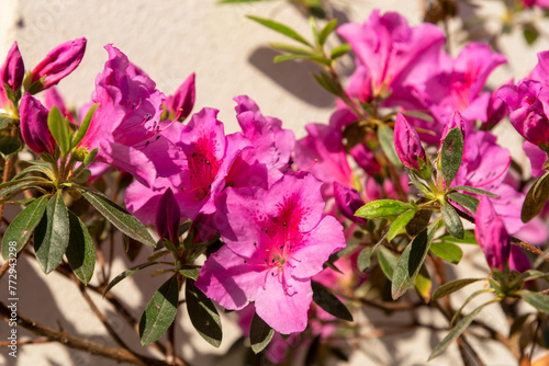 Close-up detail of a blooming azalea with many bright pink flowers and beautiful green leaves on a beige background illuminated by the sunlight in springtime photo