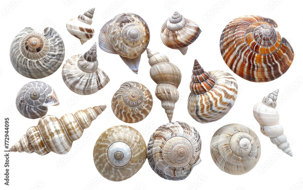 Arranged Seasnail isolated on transparent Background
