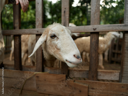 A goat is standing behind a wooden fence in a fenced in area of a farm