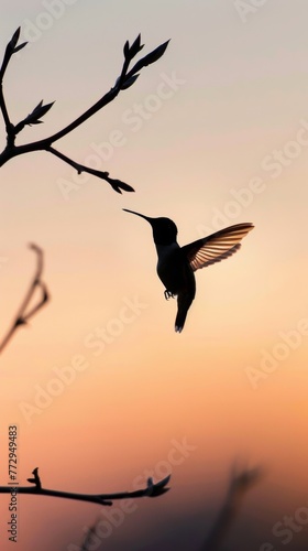 Silhouette of a hummingbird in flight at sunset