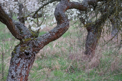 Slika na platnu Blossom of the Methuselah trees