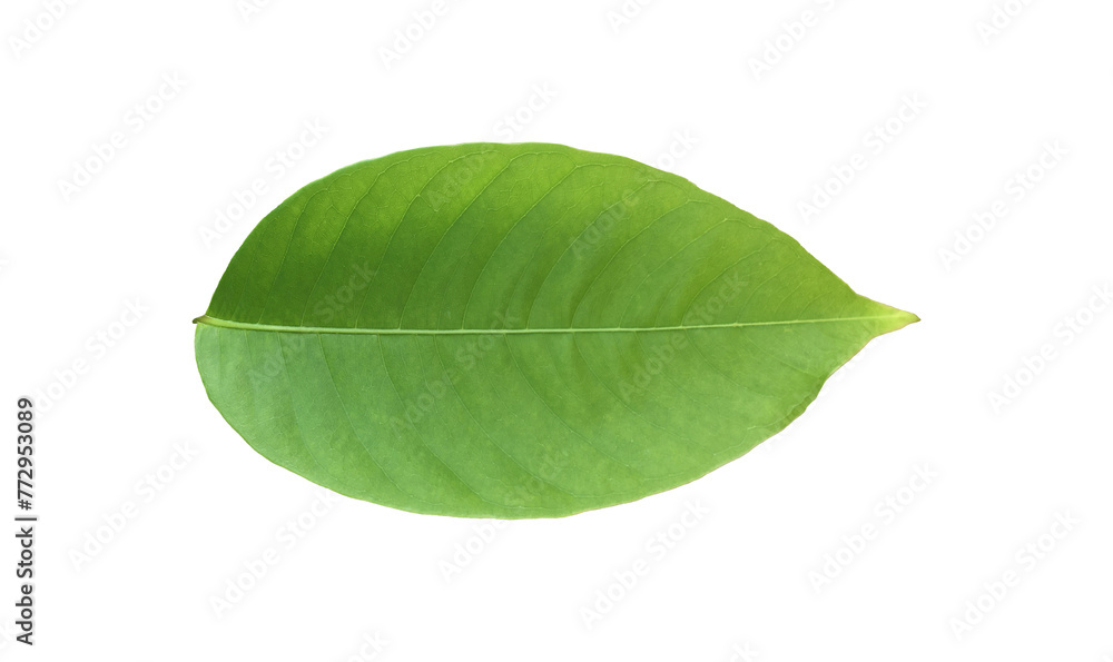 Obraz premium Isolated green leaves of lagerstroemia speciosa or queen crepe myrtle on white background with clipping paths