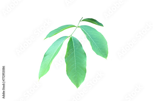 Isolated green leaves of lagerstroemia speciosa or queen crepe myrtle on white background with clipping paths