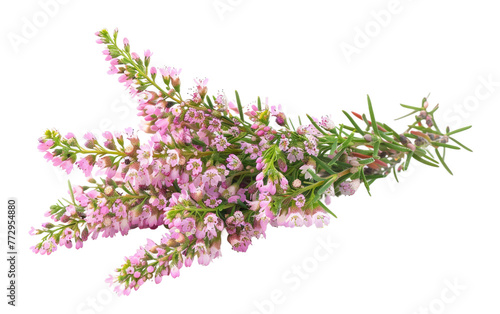 Blooming Heather: Nature's Elegance isolated on transparent Background