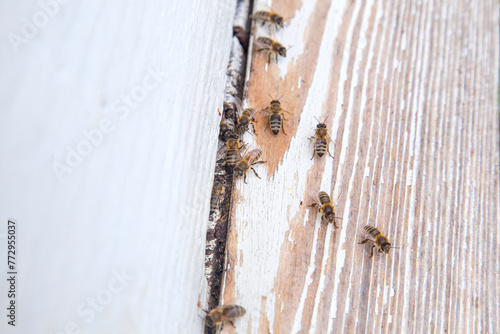 Swarming bees at the entrance of white beehive in apiary..