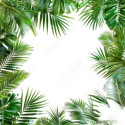 Tropical frame with exotic jungle palm plants, palm leaves, and empty space for text, copy space transparent background. PNG, cutout, or clipping path. © FIAZ