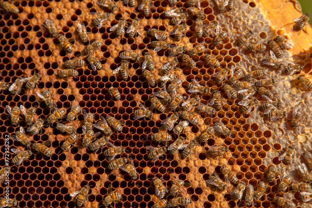 Working bees in a hive on honeycomb. Bees inside hive with sealed and open cells for their young.. Working bees in a hive on honeycomb. Bees inside hive with sealed and open cells for their young..