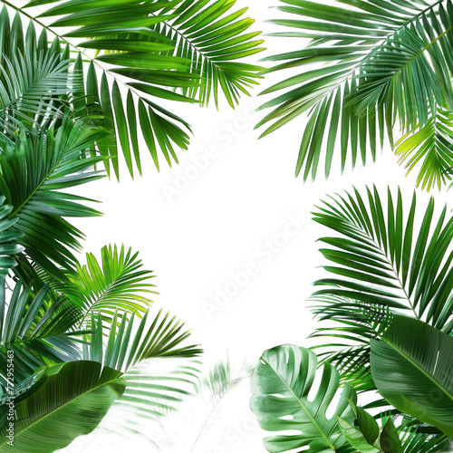 Tropical frame with exotic jungle palm plants  palm leaves  and empty space for text  copy space transparent background. PNG  cutout  or clipping path.