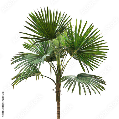 Palm tree with bright green leaves. Natural landscape element. Plant of wild Bali jungle on isolated transparent, alpha background png