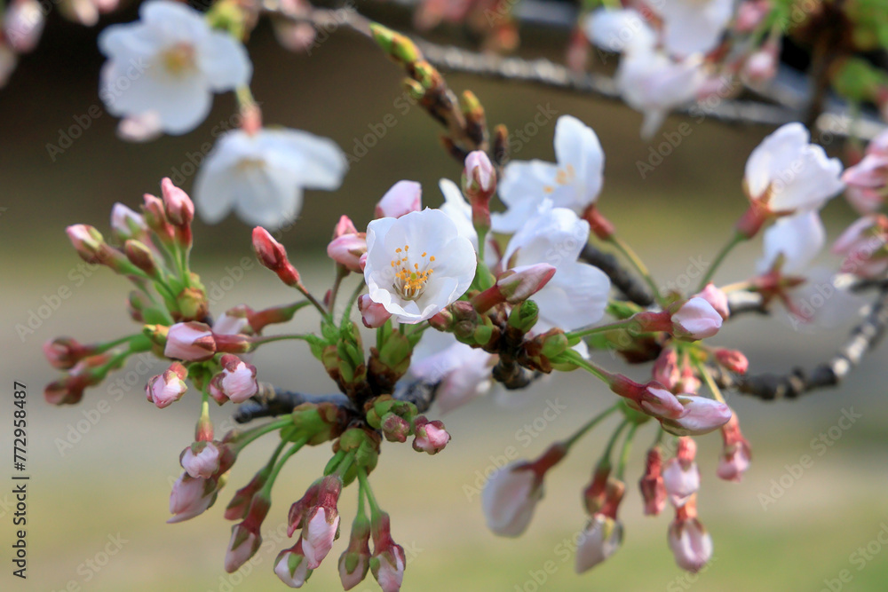 都心散歩 開花した浜離宮恩賜公園の桜 都心散歩 開花した浜離宮恩賜公園の桜