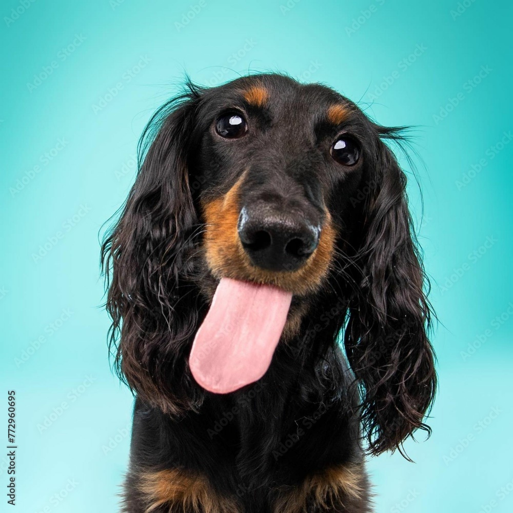 Beautiful dachshund  dog isolated on turquoise background. looking at camera .front view.dog studio portrait.happy dog .dog isolated .puppy isolated .puppy closeup face,indoors.cute puppy isolated .