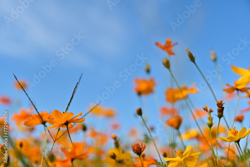 Cosmos in full bloom, with vibrant colors against the blue sky, are a sight to behold.