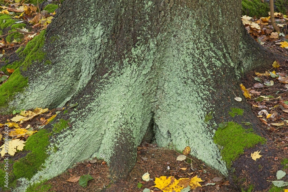 Obraz premium Closeup of green lichen growing on tree trunk in autumn.