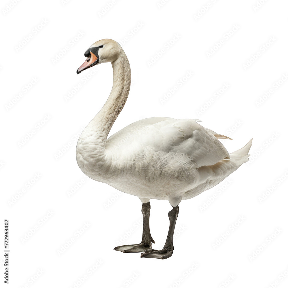 swan standing isolated on white background swan standing isolated on white background