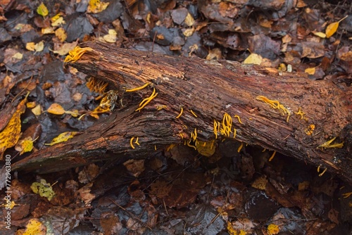 Closeup of horn-shaped mushrooms (Calocera cornea)on a small log of a dead tree in forestin autumn. photo