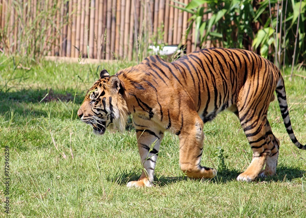 Sumatran Tiger on the prowl