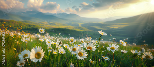 A field of white flowers with the sun shining on them. Beautiful summer natural landscape background