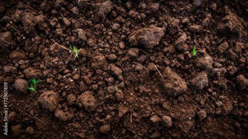 Small green sprouts growing in a pile of soil close up