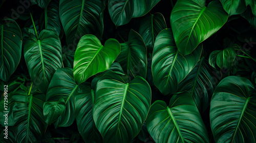 Close-up of vibrant green foliage on a plant