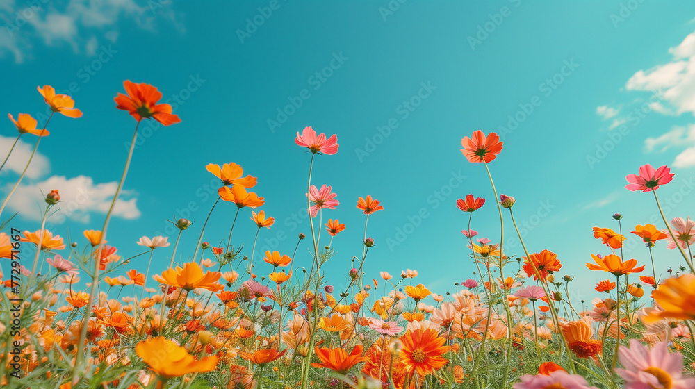 Pastel Dreamscape: Serene Cosmos Flower Field with Clear Blue Sky