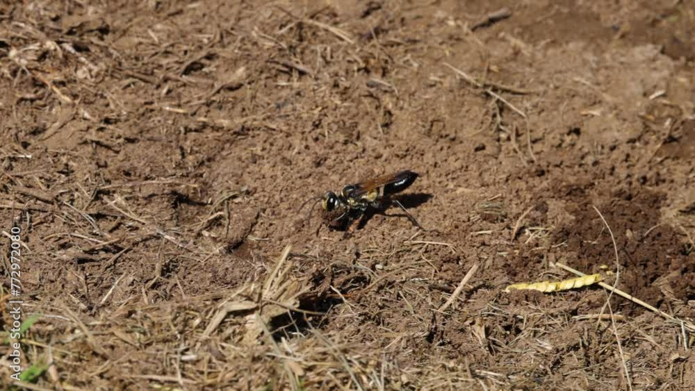 Wasps Cooperatively Excavating Soil Wasps Cooperatively Excavating Soil